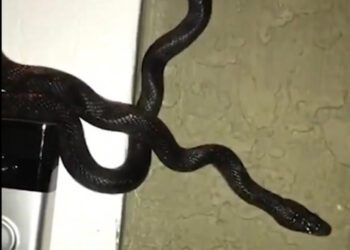 Serpiente “toca” el timbre de una casa