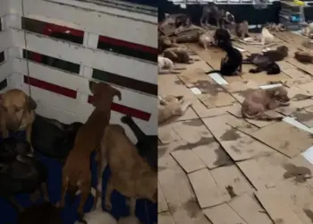 Ponen a salvo a decenas de perritos callejeros por huracán 'Beryl'