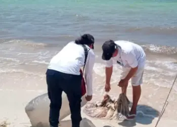 Detienen a sujeto con 20 kilos de Pulpo maya en Yucatán