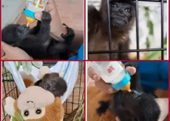 Presentan evidencia de que mono saraguato estaban sanos al ser entregadas a Semarnat