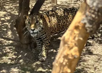 Encuentran a Jaguar encerrado en una casa en Sinaloa