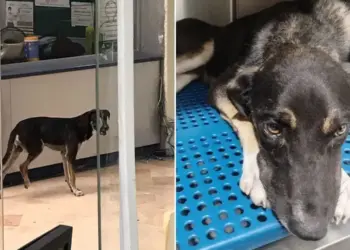 Piden ayuda para Bernie, el perrito herido que llegó al IMSS