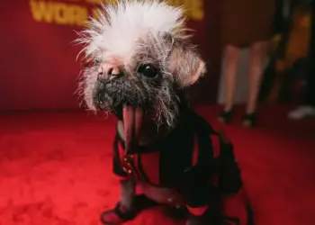 Conoce a Peggy, la perra más fea del Reino Unido pero la mejor Dogpool