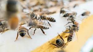 Abejas atacan a abuelito en Hidalgo