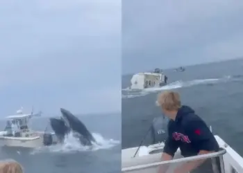 Ballena choca con barco y lo hunde en Portsmouth