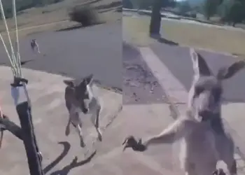 Canguro agrede a paracaidista en aterrizaje