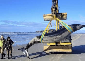 Descubren el cadáver de la ballena más extraña del mundo en Nueva Zelanda