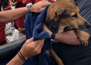 Rescatan a perrito naufrago en el Golfo de México