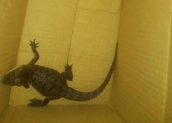 Dos hombres fueron arrestados en la estación Guerrero por transportar una cría de caimán