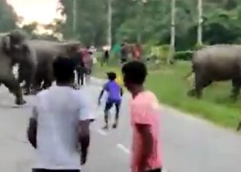 Elefante aplasta a joven por agredir a su manada