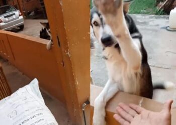 Perrito da tierna recibida a repartidor de paquetes
