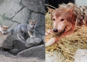 Loba de 12 años es apartada de su manada en Chapultepec, ¿qué ocurrió?