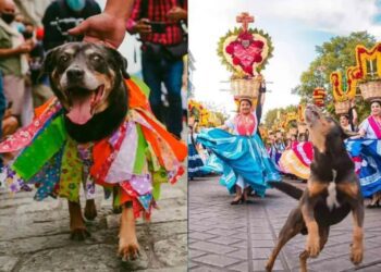 El perrito ‘Mazapán’ está de regreso y participa en las fiestas de la Guelaguetza en Oaxaca