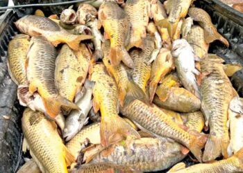 Mueren peces en el río Yaqui; investigan a minera