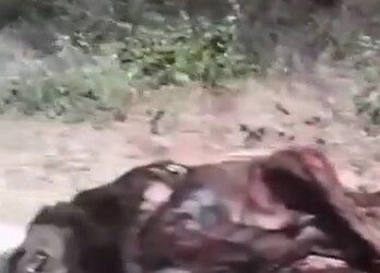 Encuentran supuesto nahual en la carretera