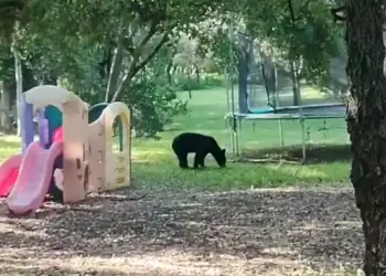 Oso genera movilización en carretera de Monterrey