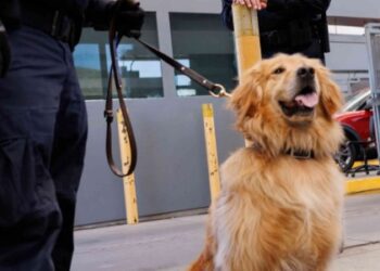 Goose, el lomito que es lucha contra el fentanilo