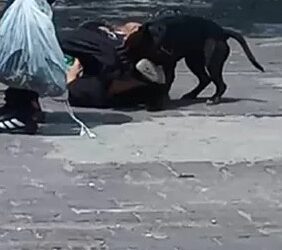 Perro muerde a adulto mayor, el dueño no puede controlarlo
