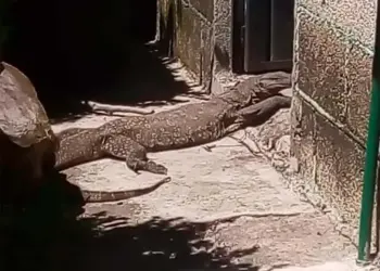 Encuentran en Tlaxcala reptil similar al Dragón de Komodo