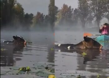 Avistan ¿vaquitas marinas? en canal de Xochimilco; se vuelven virales