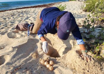 Protegen a la tortuga marina en Solidaridad