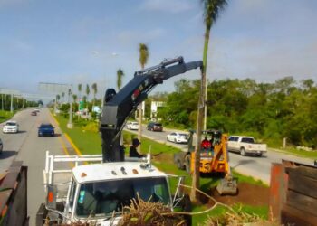 Continúan renovando el camellón de la carretera federal en Solidaridad