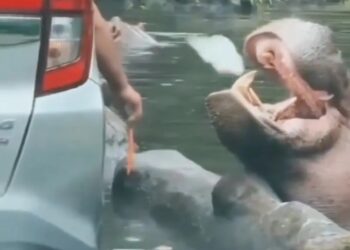 En safari de Indonesia, un visitante aventó una bolsa de plástico al hocico de un hipopótamo