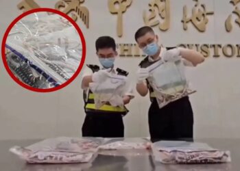 Hombre intenta contrabandear más de 100 serpientes ocultas en su pantalón