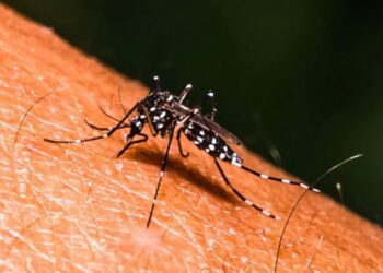 El dengue crece un 324%, con casi 24 mil casos y 49 muertes
