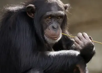 Chimpancés conversan como humanos, según un nuevo estudio