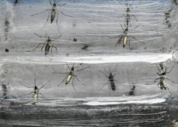 Colombia utiliza una ‘biofábrica’ de mosquitos en la lucha contra el dengue