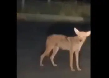 Graban a enorme víbora y a un coyote en avenida de Nuevo León