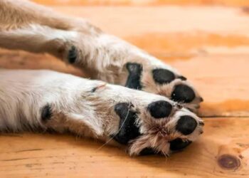 Denuncian a hombre por ahogar a un perro en Playa del Carmen