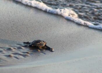 Altas temperaturas y falta de lluvias afectan el desove de tortugas en Michoacán
