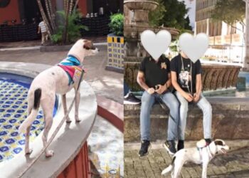 Joven se entera de que su mascota y su cuidadora están disfrutando de un fin de semana en Jalisco