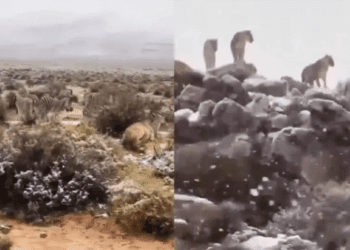 Cae nevada  atípica en África