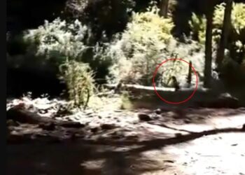 ¿Un duende? Captan criatura corriendo en el bosque