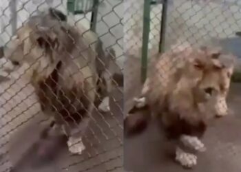 Aseguran un felino en una casa en el Edomex