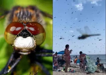 Enjambre de libélulas sorprende a bañistas en Rhode Island