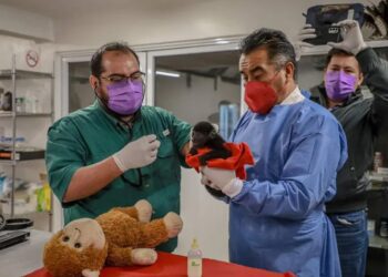 Semarnat pierde 2 crías de mono aullador que trasladó desde Tabasco