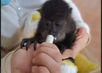 Semarnat niega su responsabilidad en la  muerte de crías de mono saraguato