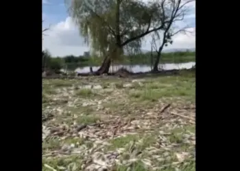 Aparecen miles de peces muertos a las orillas de un río en Jalisco