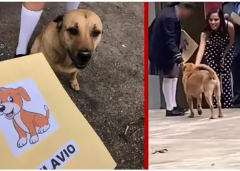 Perro se hace viral al graduarse de primaria