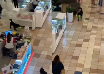 Graban a perrito robando peluche en centro comercial