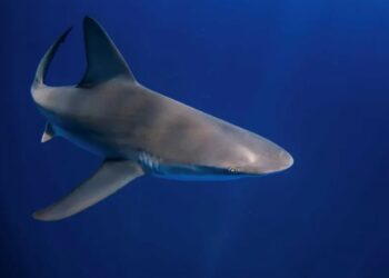 Tiburones frente a las costas de Brasil dieron positivo por cocaína