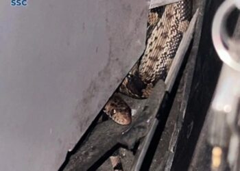 Una víbora sorprendió al chofer de un camión en Pantitlán al aparecer entre los pedales