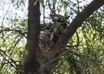 Siguen registrándose avistamientos de osos en Nuevo León