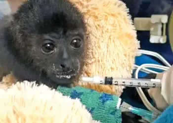 Una tercera cría de mono saraguato fallece en Semarnat