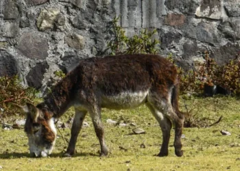 Por comer de su casa, un hombre asesina a dos burritos