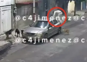 Hombre es atacado por perros en Tláhuac